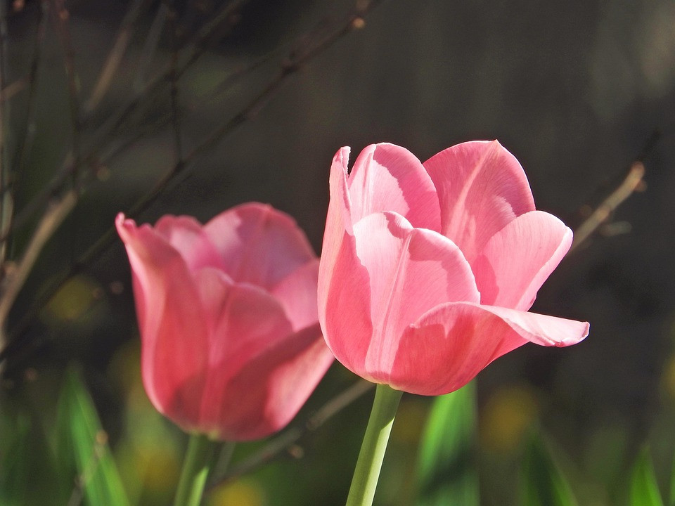 מדוע עשר שנים אחרי עדיין אשמח לצאת איתו לדייט, רוס גלר